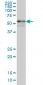 ZNF289 Antibody (monoclonal) (M03)